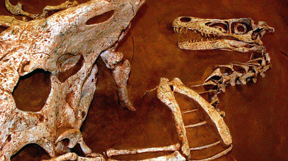 Zkaměnělý velociraptor